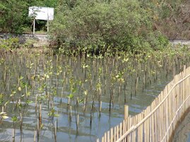 Mangrovenanpflanzung in der Segara Anakan Lagune im Süden der indonesischen Insel Java 