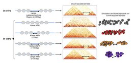 Ein nukleosomenfreies Stück DNA trennt zwei Chromatinregionen