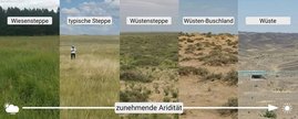Fotos von Trockenlandökosysteme, die entlang eines Trockenheitsgradienten im Norden Chinas untersucht wurden: (a) Wiesen-Steppe, (b) typische Steppe, (c) Wüsten-Steppe und (d) Wüsten-Buschland. 