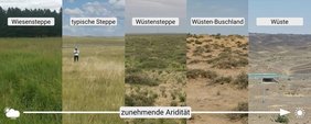 Fotos von Trockenlandökosysteme, die entlang eines Trockenheitsgradienten im Norden Chinas untersucht wurden: (a) Wiesen-Steppe, (b) typische Steppe, (c) Wüsten-Steppe und (d) Wüsten-Buschland. 