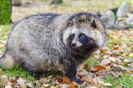 Marderhund (Nyctereutes procyonoides) 