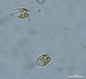 Prymnesium parvum aus der Oder 