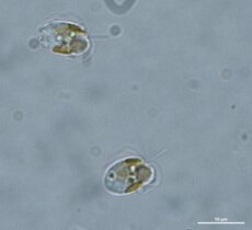 Prymnesium parvum aus der Oder 