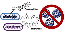 Naturstoffe Persicamidine und Thiamyxine zeigen vielversprechende Aktivität gegen RNA-Viren