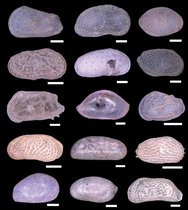 Kalkschalen verschiedener Muschelkrebse aus dem Umlalazi Ästuar in Südafrika.