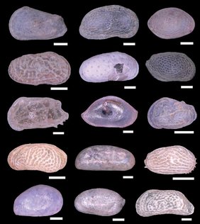 Kalkschalen verschiedener Muschelkrebse aus dem Umlalazi Ästuar in Südafrika.