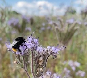 Steinhummeln können Wirte für ein gefährliches Bienenvirus sein. 
