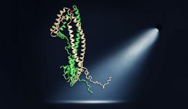Illustration: Das Clusterinprotein ist als sogenanntes Bändermodell dargestellt