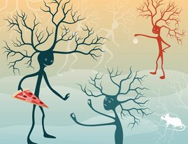 Grafische Darstellung Spezialisierte „Durst“- und „Hunger“-Nervenzellen in der Amygdala beeinflussen über verschiedene Schaltkreise das Verlangen nach Essen oder Trinken.  