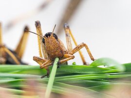 Europäische Wanderheuschrecke (Locusta migratoria) beim Fressen  