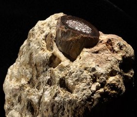 Hier ein Knochenfragment einer Antilope aus dem Höhlenfundort Makapansgat in Südafrika Hier ein Knochenfragment einer Antilope aus dem Höhlenfundort Makapansgat in Südafrika