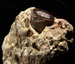 Hier ein Knochenfragment einer Antilope aus dem Höhlenfundort Makapansgat in Südafrika