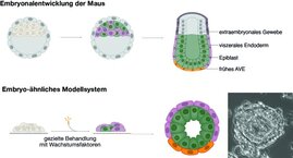 Schema der embryonalen Entwicklung der Maus