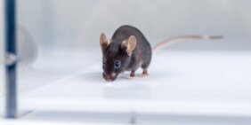 Maus in einem Verhaltensexperiment