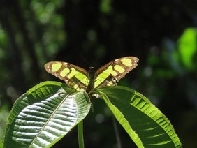 Ein Malachitfalter der Familie Nymphalidae aus dem Amazonastiefland von Peru.