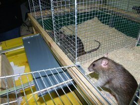 Eine Ratte (rechts) hilft, indem sie an der Plattform zieht, so dass die andere Ratte (links) das Leckerli erreichen kann. 