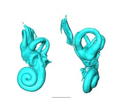 Mikro-CT-Scans des knöchernen Labyrinths von Palaeoloxodon tiliensis. 