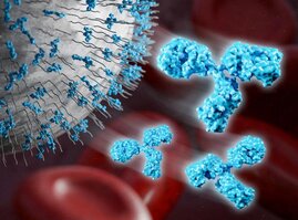 Anti-PEG Antikörper zirkulieren im Blut vieler Menschen und binden an PEGylierte Nanoträger