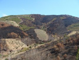 durch Land- und Forstwirtschaft geprägte Mosaik-Landschaft