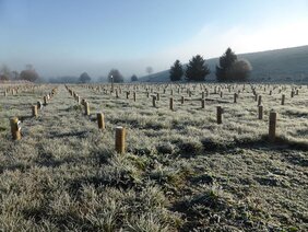 Kleine Holzpfähle begrenzen insgesamt 336 kleine Pflanzenparzellen auf einer von rund 3000 Quadratmeter grossen Wiesenfläche. PaNDiv ist das grösste Experiment für Biodiversität und Ökosystemfunktionen in der Schweiz.