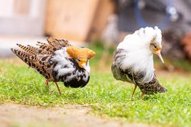 balzende Kampfläufer