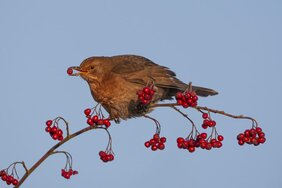 eine Amsel (Turdus merula) die Früchte frisst