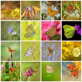 Collage mit verschiedenen Schmetterlingen