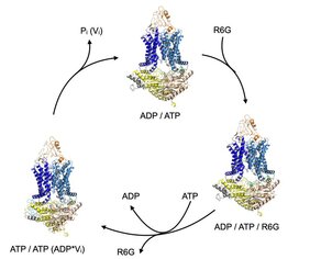 Transportzyklus des ABC-Transporters Pdr5