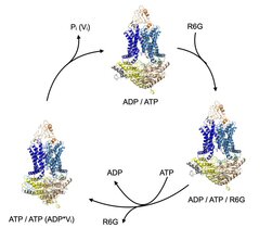 Transportzyklus des ABC-Transporters Pdr5