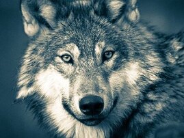 Portrait Wolf