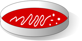 Grafik: Petrischale mit rotem Medium und Bakterienkulturen