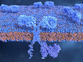 Molekül eines chimären Antigenrezeptors (CAR) in der Zellmembran eines T-Lymphozyten  