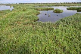 Wiedervernässtes Moor im Anklamer Stadtbruch Wiedervernässtes Moor im Anklamer Stadtbruch