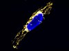 Menschliche Zelle mit Mitochondrien-Netzwerk (gelb) und Zellkern (blau). 