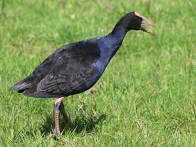 Purpurhuhn (Porphyrio melanotus melanotus) 