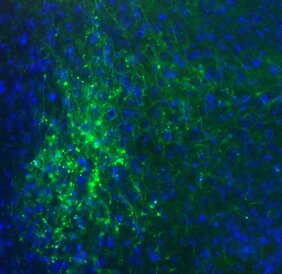 Nervenzellen im visuellen System der Maus