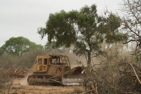 In der Provinz Salta, Argentinien, wird Wald für die Sojaproduktion abgeholzt.