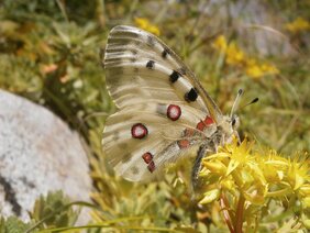 Der Rote Apollo (Parnassius apollo) ist vom Klimawandel betroffen