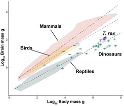 Korrellation der Biomasse (logarhythmisch auf der X-Achse) und der Gerhinr-Masse (Logarhythmisch auf der Y-Achse) bei Vögeln, Reptilien, Vögeln, Dinosaurieren udn T. Rex.