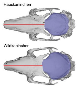 Schädel eines Hauskaninchens und eines Wildkaninchens (auf die gleiche Länge skaliert) von oben betrachtet.