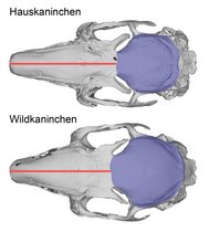 Schädel eines Hauskaninchens und eines Wildkaninchens (auf die gleiche Länge skaliert) von oben betrachtet.