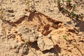 Wüstenbiologische Sandkrusten aus dem Nizzana-Gebiet in der rauen Negev-Wüste, von wo die Alge Chlorella ohadii stammt.