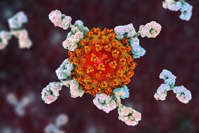 Antikörper greifen das SARS-CoV-2-Virus an 