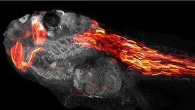 3D-Visualisierung der Herstellung eines rot fluoreszierenden Proteins in einer Kaulquappe. 