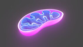 Mitochondrien