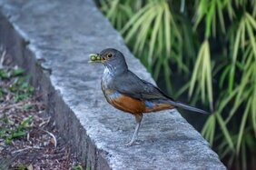 Die frugivore Rotbauchdrossel (Turdus rufiventris) 