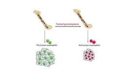 Neutrophile lassen sich durch ein spezielles Training zur Behandlung von Tumoren einsetzen. 