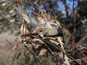 Krabbenspinnen der Australomisidia ergandros 