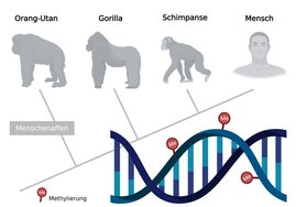 Epigenetische Modifizierungen der DNA