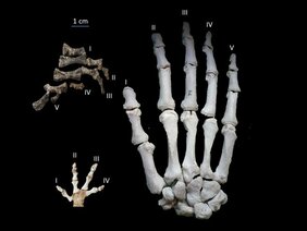 Vergleich zwischen der Hand des Metoposaurus (oben links), der größten lebenden modernen Amphibie Andrias Japonicus (unten links) und einer menschlichen Hand (rechts). 